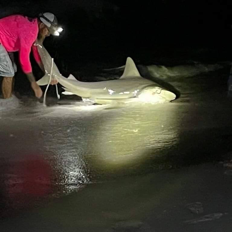 Smitty's Surf Fishing, Sharks are plentiful in the gulf and bay right now.  Headed to the panhandle? Give us a call to book your trip soon! #lbsf  #letsgofish